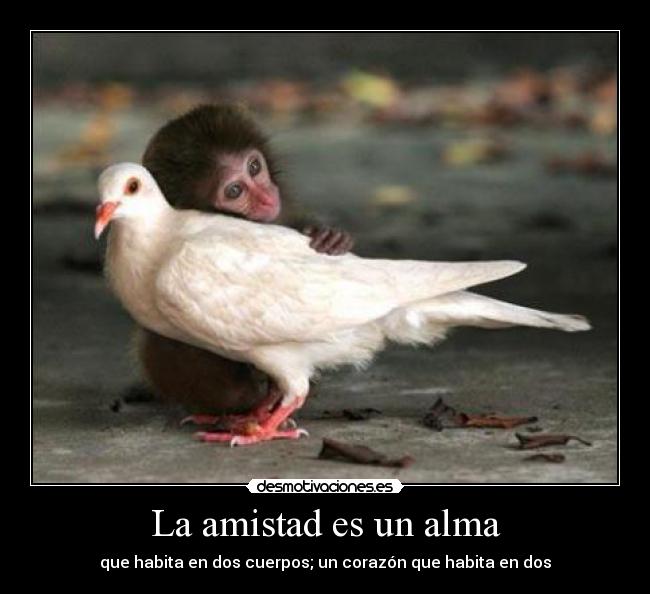 La amistad es un alma - que habita en dos cuerpos; un corazón que habita en dos