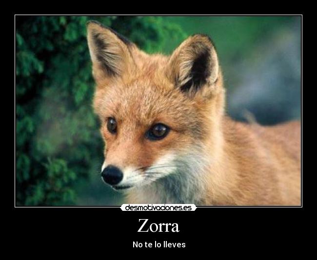 Zorra -
