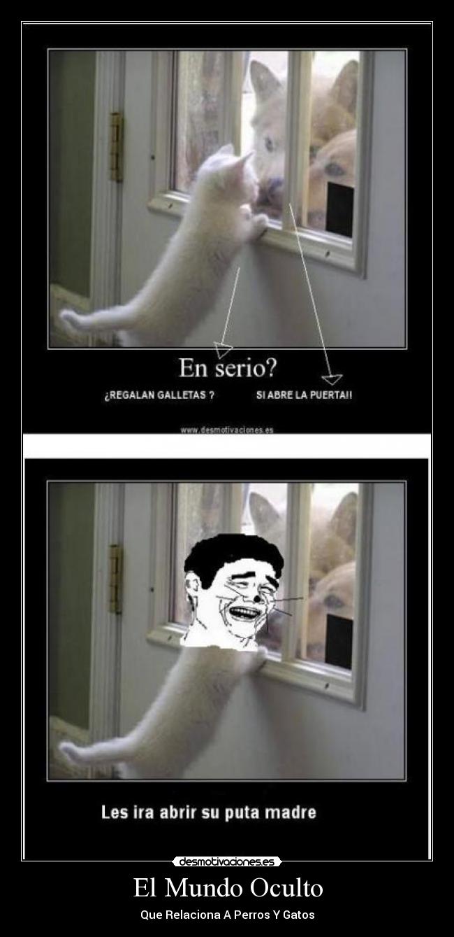 El Mundo Oculto - Que Relaciona A Perros Y Gatos