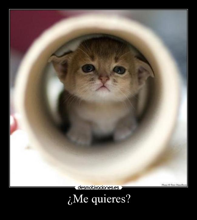 ¿Me quieres? - 