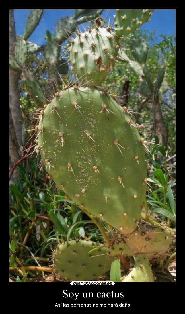 Soy un cactus - Así las personas no me hará daño