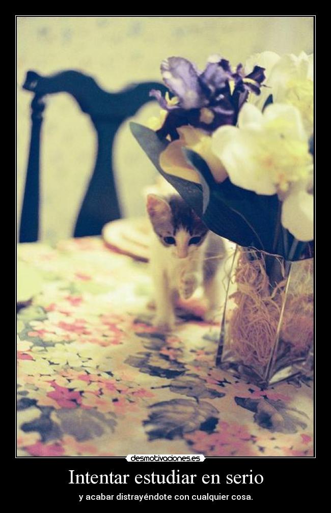 Intentar estudiar en serio - y acabar distrayéndote con cualquier cosa.