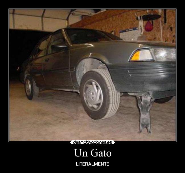 Un Gato - LITERALMENTE