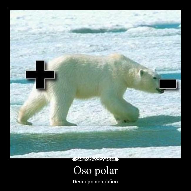 Oso polar - Descripción gráfica.