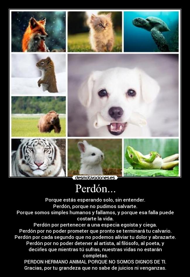 carteles animales desmotivaciones