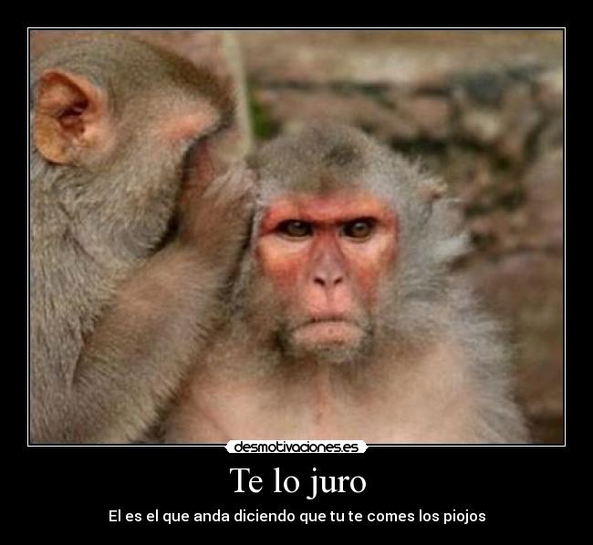 Te lo juro - El es el que anda diciendo que tu te comes los piojos