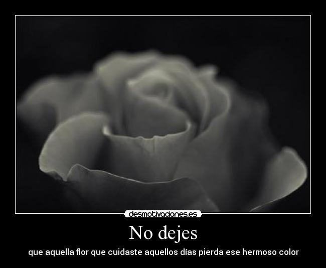 No dejes - 