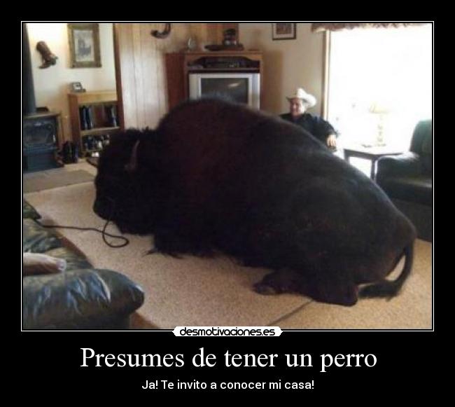 Presumes de tener un perro - Ja! Te invito a conocer mi casa!
