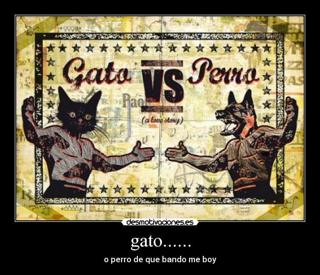 gato...... -
