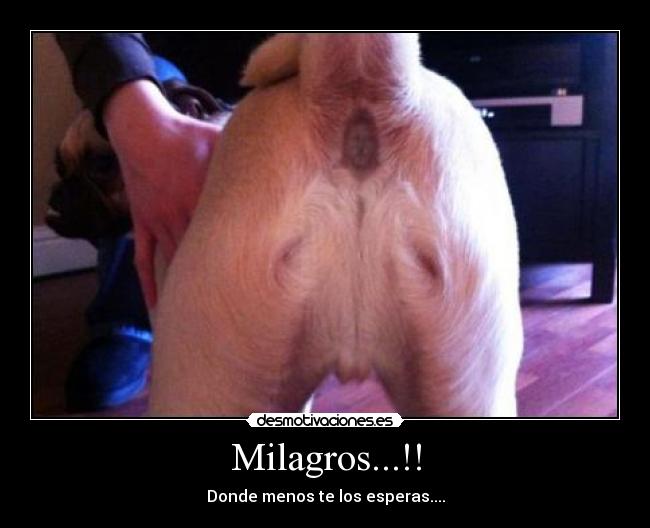 carteles milagros perros jesus amor desmotivaciones