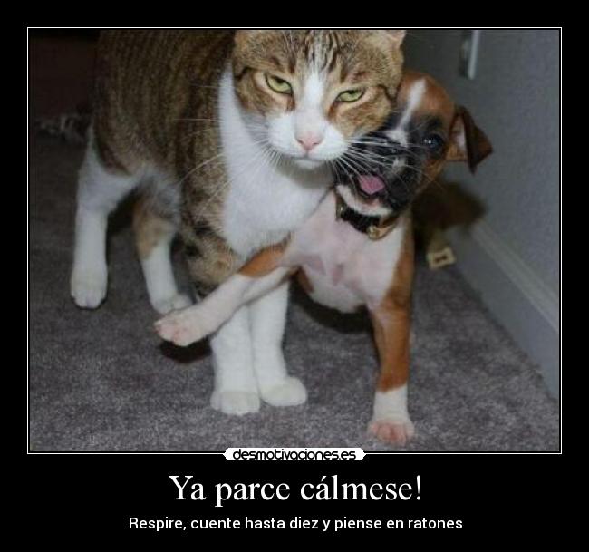 carteles parce calmese desmotivaciones