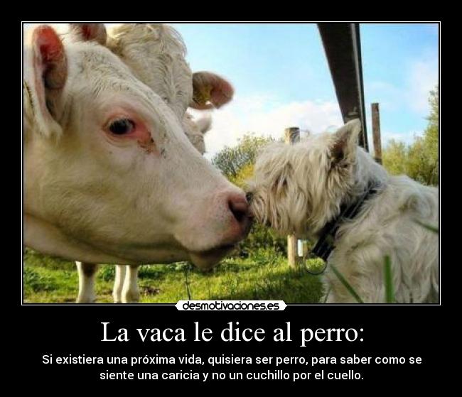 La vaca le dice al perro: - Si existiera una próxima vida, quisiera ser perro, para saber como se
siente una caricia y no un cuchillo por el cuello.