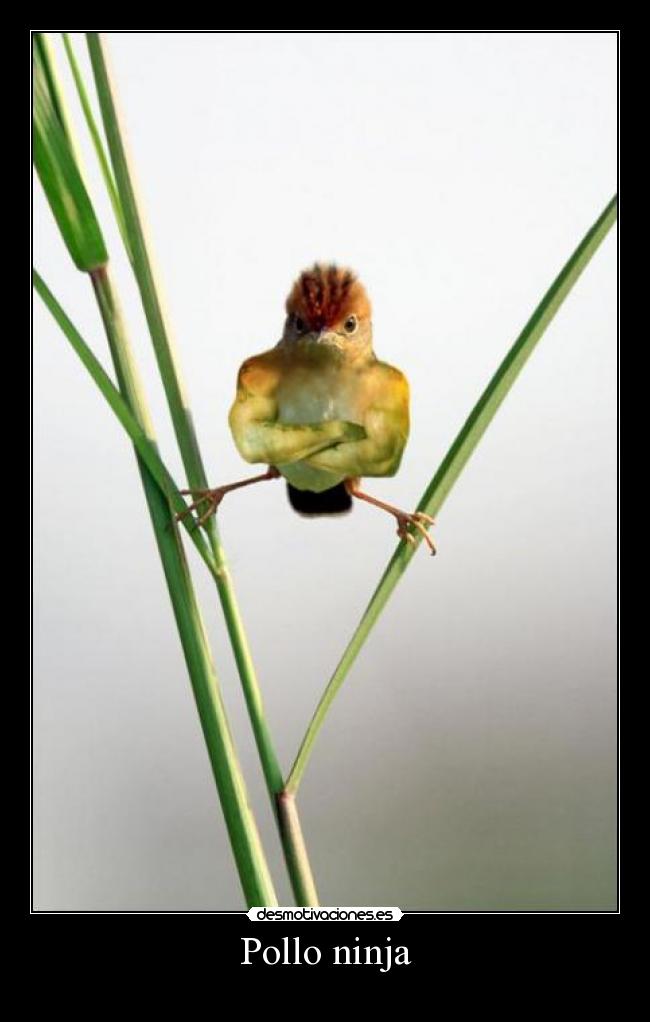 carteles ninja desmotivaciones