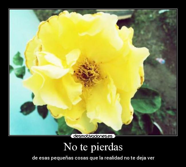 No te pierdas - de esas pequeñas cosas que la realidad no te deja ver