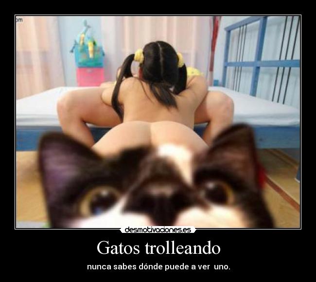 Gatos trolleando -