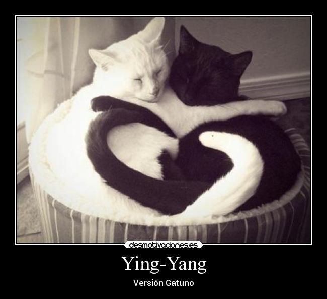 Ying-Yang - Versión Gatuno
