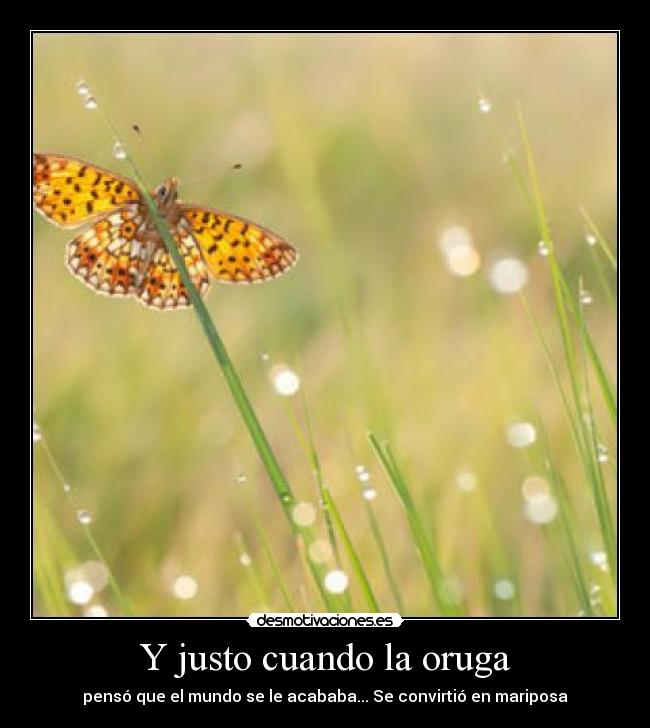 carteles mariposa desmotivaciones