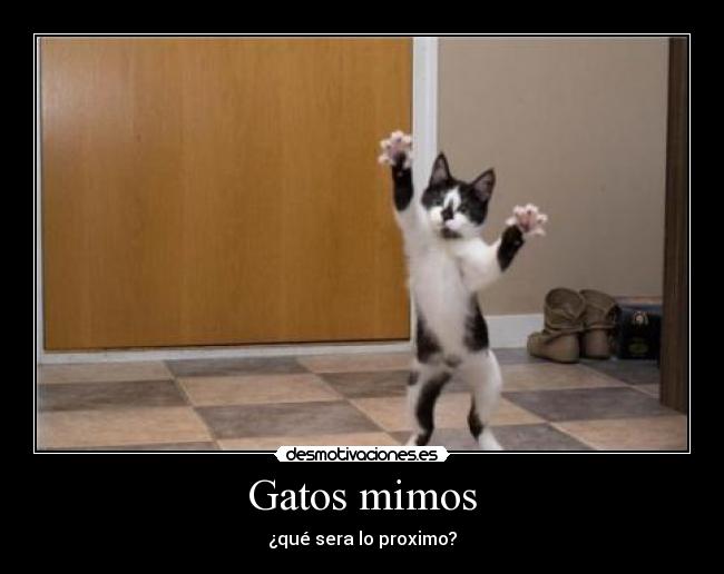 Gatos mimos - ¿qué sera lo proximo?