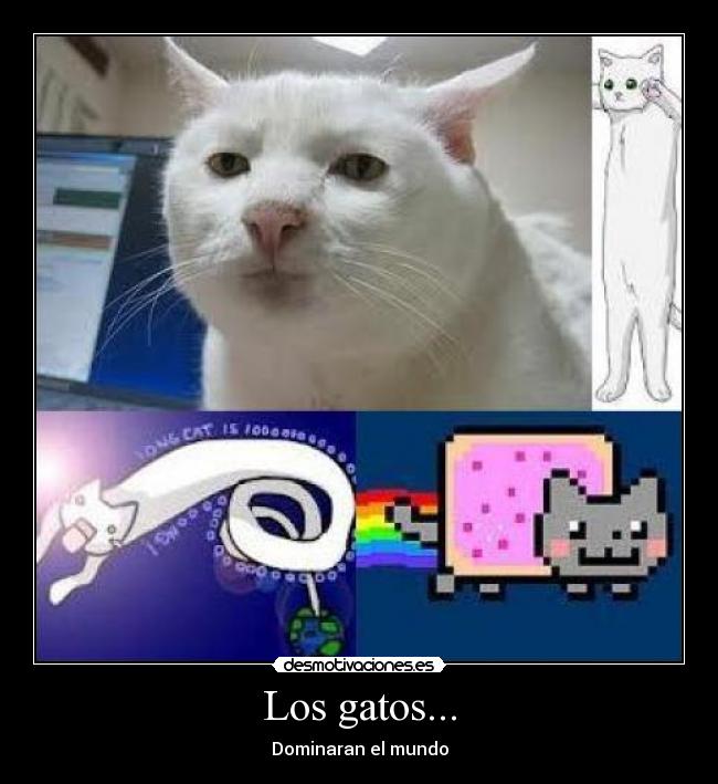 Los gatos... - Dominaran el mundo