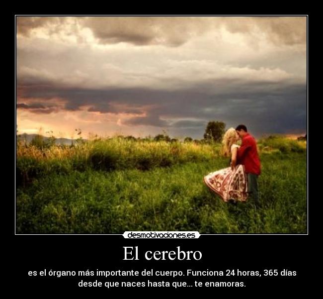 El cerebro -