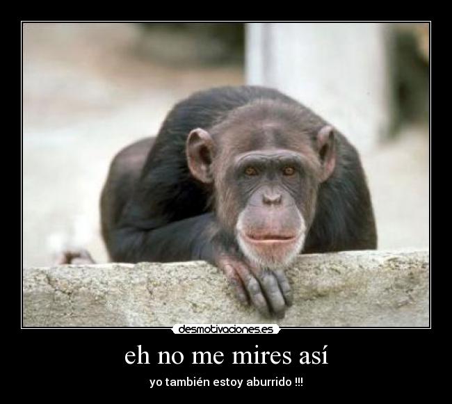 eh no me mires así - yo también estoy aburrido !!!