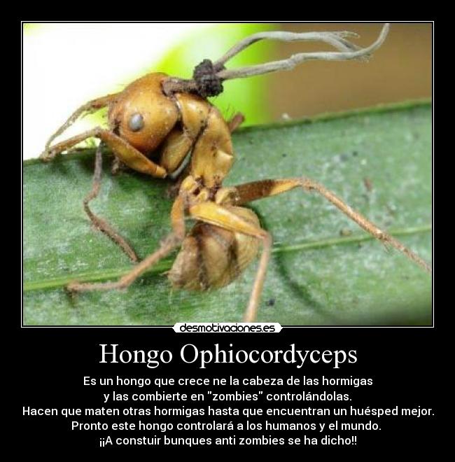 Hongo Ophiocordyceps - Es un hongo que crece ne la cabeza de las hormigas
y las combierte en zombies controlándolas.
Hacen que maten otras hormigas hasta que encuentran un huésped mejor.
Pronto este hongo controlará a los humanos y el mundo. 
¡¡A constuir bunques anti zombies se ha dicho!!