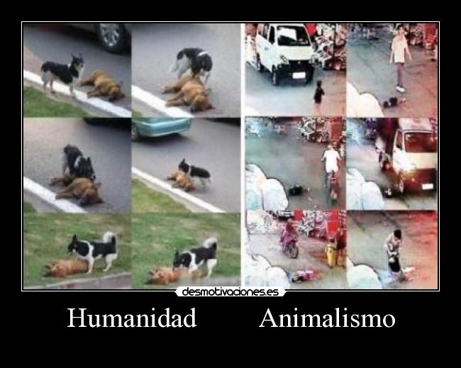 Humanidad Animalismo -