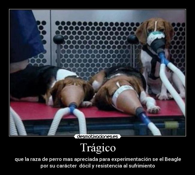 Trágico - que la raza de perro mas apreciada para experimentación se el Beagle
por su carácter dócil y resistencia al sufrimiento