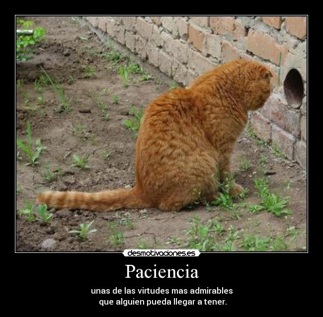 Paciencia - unas de las virtudes mas admirables
 que alguien pueda llegar a tener.