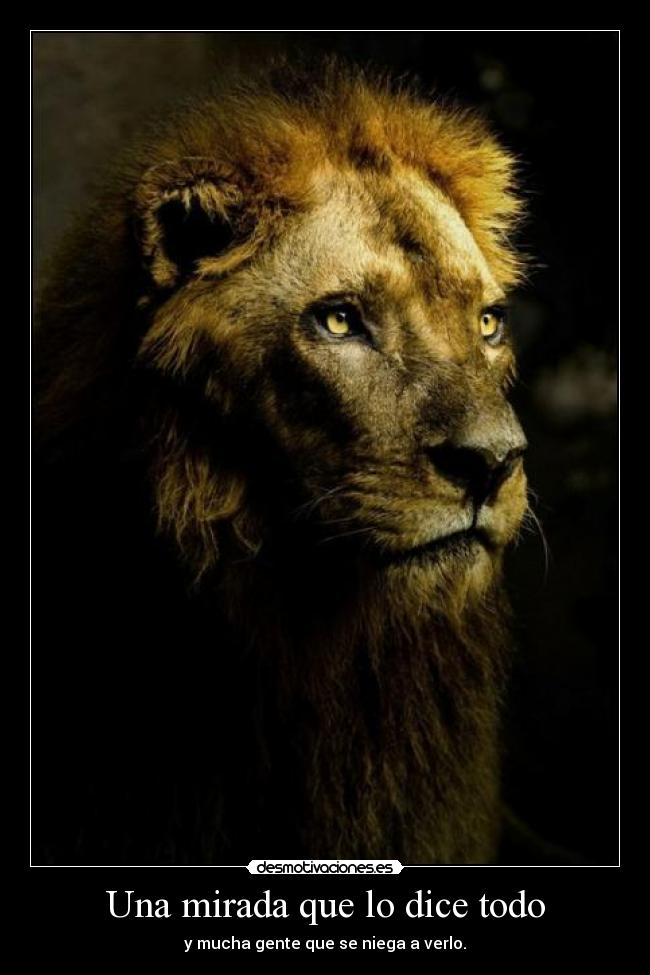 Una mirada que lo dice todo - 