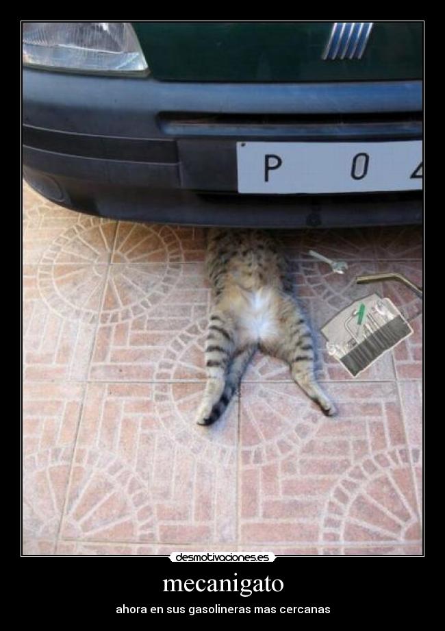 carteles gatiiitooo desmotivaciones