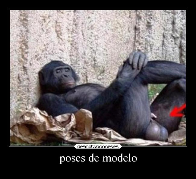 poses de modelo -