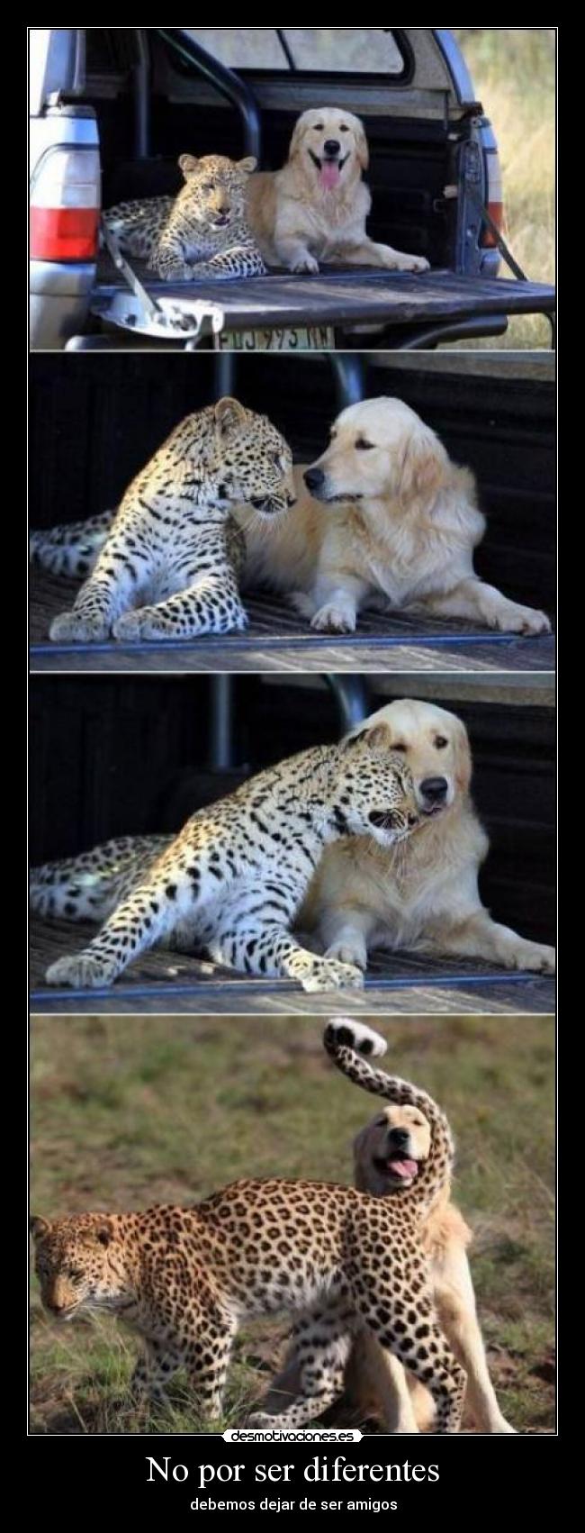 carteles pepox razas diferentes leopardo golden desmotivaciones