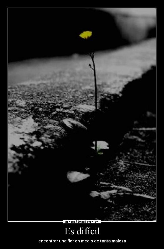 Es difícil - encontrar una flor en medio de tanta maleza