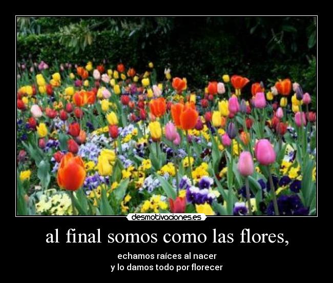al final somos como las flores, - echamos raíces al nacer
y lo damos todo por florecer