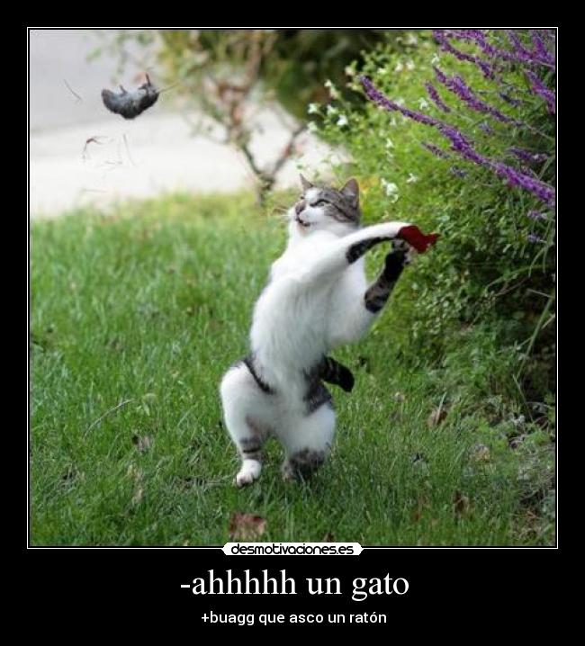 -ahhhhh un gato -
