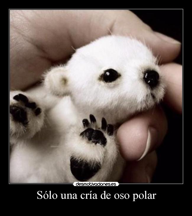 Sólo una cría de oso polar -