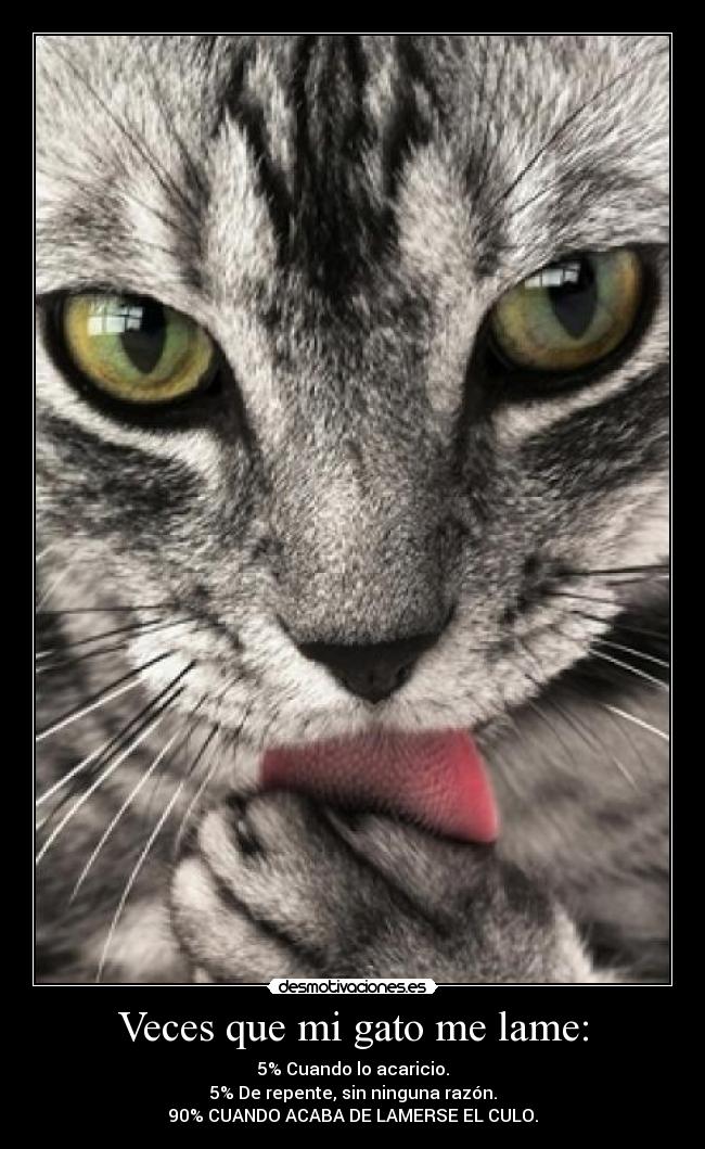 Veces que mi gato me lame: - 5% Cuando lo acaricio.
5% De repente, sin ninguna razón.
90% CUANDO ACABA DE LAMERSE EL CULO.