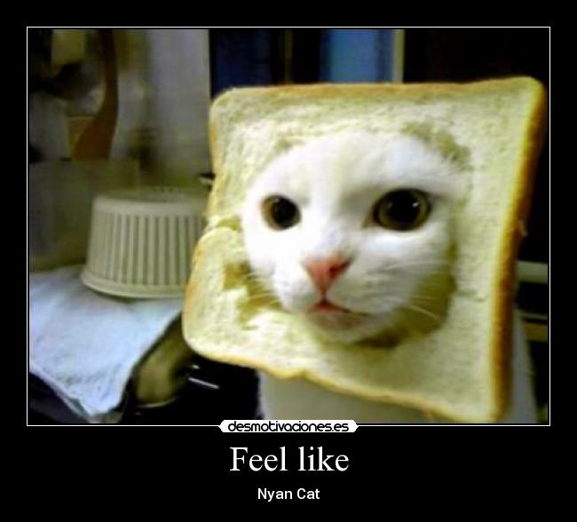 carteles gatostostada casi pierdo ingrid hoy selvin kelevra desmotivaciones