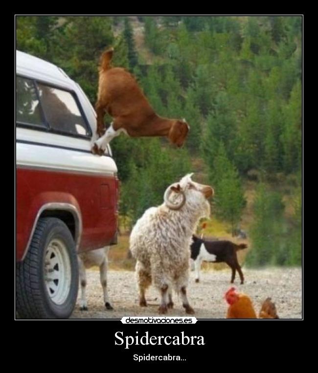 Spidercabra - 