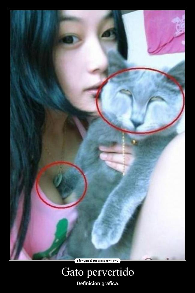 Gato pervertido -