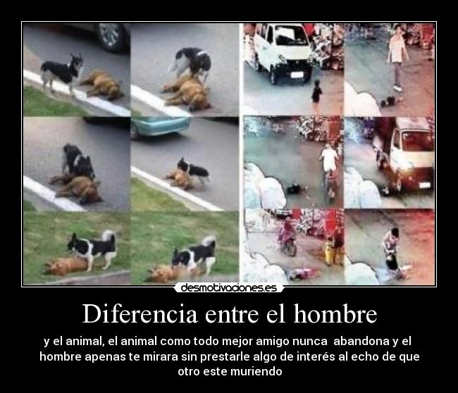 Diferencia entre el hombre - 