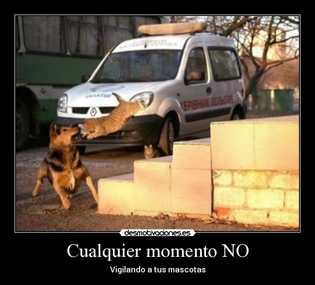 carteles mascotas apariencias desmotivaciones