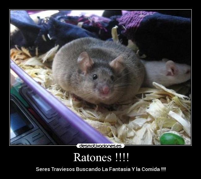 Ratones !!!! -