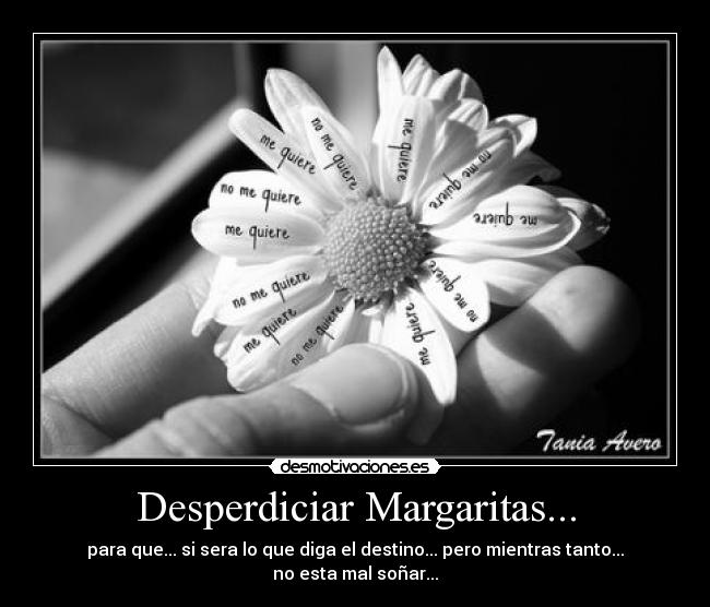 Desperdiciar Margaritas... - para que... si sera lo que diga el destino... pero mientras tanto... no esta mal soñar...