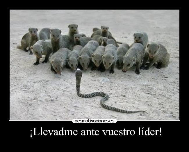 ¡Llevadme ante vuestro líder! -