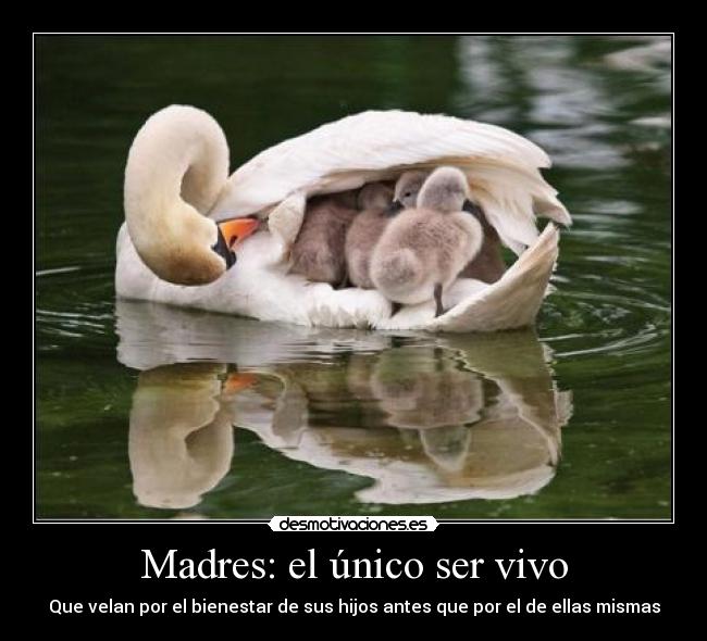 carteles amo mama desmotivaciones