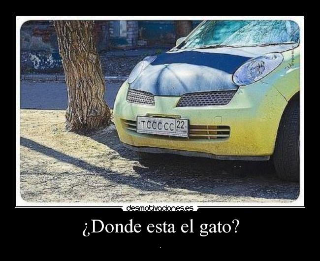 ¿Donde esta el gato? - .