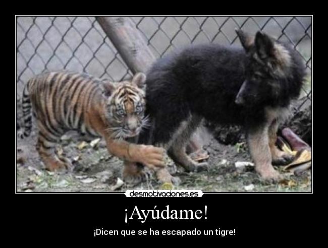 ¡Ayúdame! - ¡Dicen que se ha escapado un tigre!