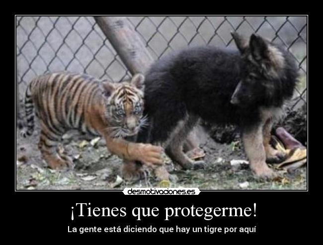 ¡Tienes que protegerme! - La gente está diciendo que hay un tigre por aquí
